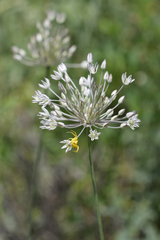 Allium delicatulum