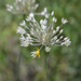 Allium delicatulum - Photo (c) Aleksandr Popov / Александр Попов, some rights reserved (CC BY-NC), uploaded by Aleksandr Popov / Александр Попов