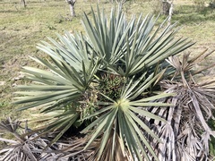 Trithrinax campestris