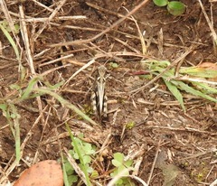 Encoptolophus costalis