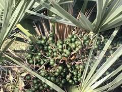 Trithrinax campestris