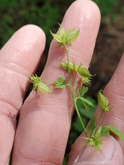 Thalictrum fendleri fendleri