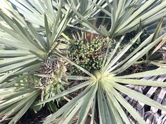 Trithrinax campestris