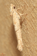 Zelleria oleastrella