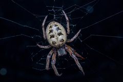 Larinioides cornutus