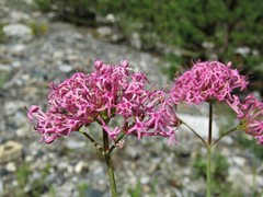 Centranthus angustifolius