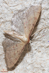 Idaea infirmaria