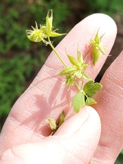 Thalictrum fendleri fendleri