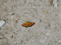 Pyrausta falcatalis