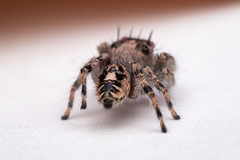 Phidippus putnami