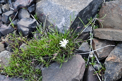 Silene paucifolia