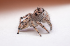 Phidippus putnami
