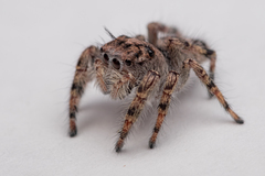 Phidippus putnami