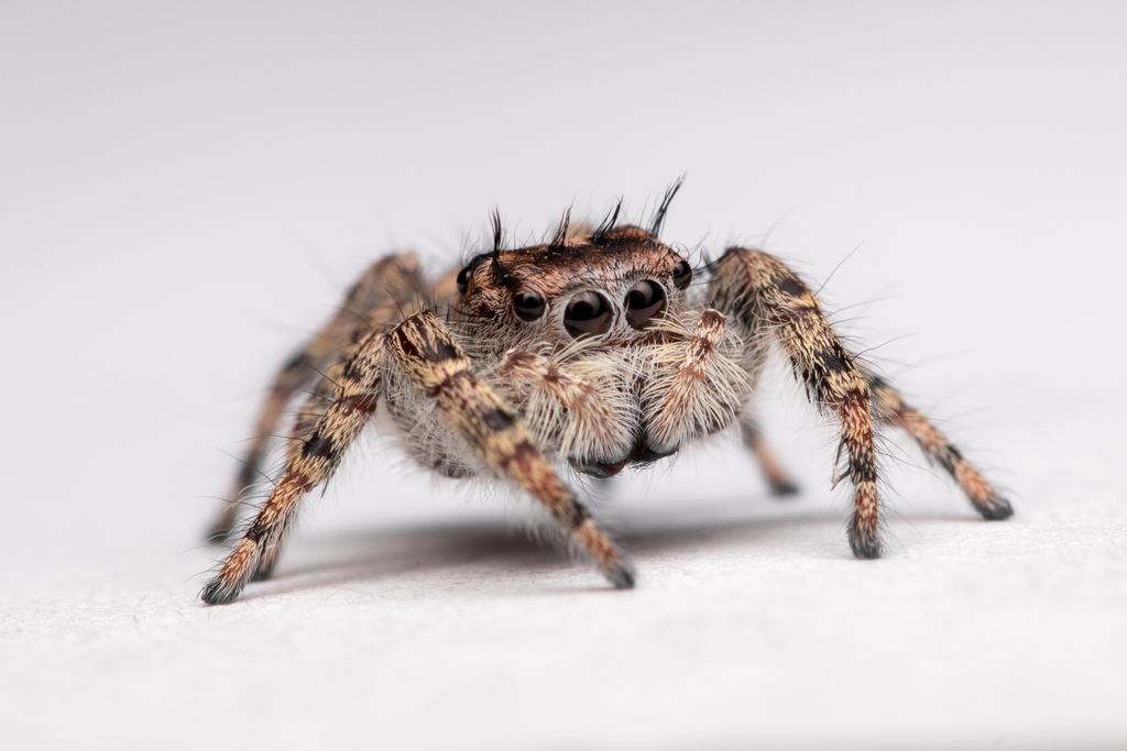 Putnam's Jumping Spider from Athens, GA, USA on June 29, 2021 at 09:46 ...