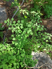 Thalictrum fendleri fendleri