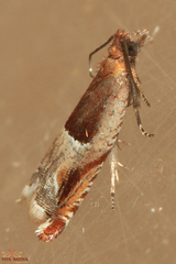 Ancylis sparulana