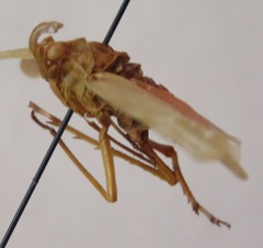 Enchophora pallidipunctata