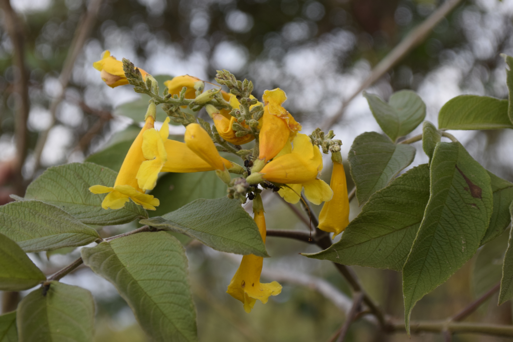 Tecoma stans image