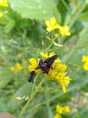 Apiomerus erythromelas