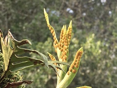 Pleopeltis pleopeltifolia