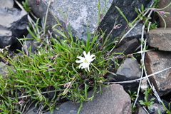 Silene paucifolia