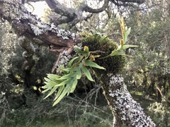 Pleopeltis pleopeltifolia