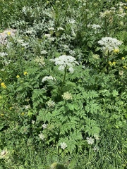 Selinum alatum