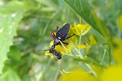 Apiomerus erythromelas