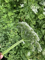 Selinum alatum