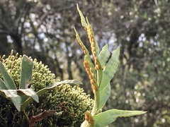 Pleopeltis pleopeltifolia