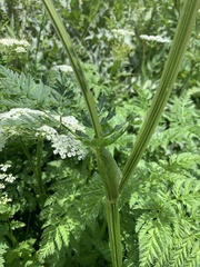 Selinum alatum