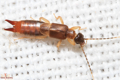 Spongiphoridae
