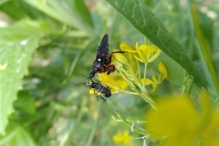 Apiomerus erythromelas