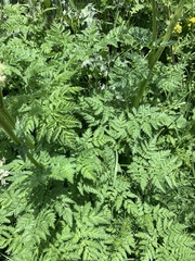 Selinum alatum