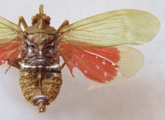 Enchophora sanguiflua