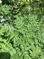 Selinum alatum