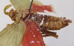 Enchophora sanguiflua