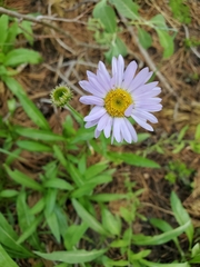 Erigeron glacialis glacialis