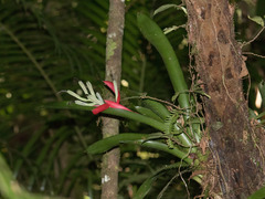 Billbergia amoena