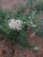 Ceanothus fendleri