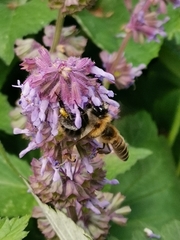 Bombus