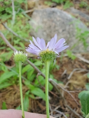 Erigeron glacialis glacialis