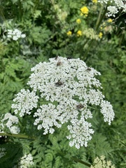 Selinum alatum