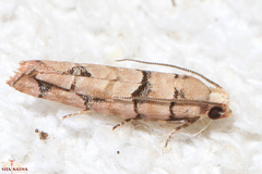 Blastesthia tessulatana