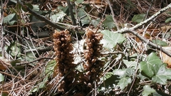 Orobanche hederae