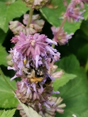 Bombus