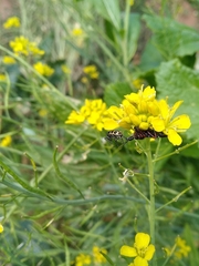 Apiomerus erythromelas