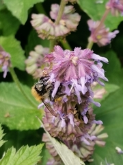 Bombus
