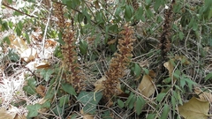 Orobanche hederae