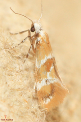 Epicallima mercedella